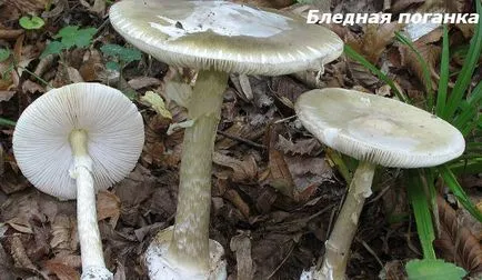 champignon false