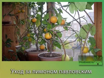 Lemon Павлов грижи в дома на цъфтежа и заболяване