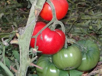 Най-добрите сортове домати за оранжерии преглед със снимки и съвети за избор на семена
