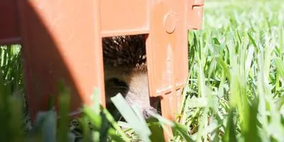 Sün a kertben, vagy ártalom szakértők választ