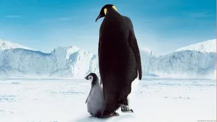 Date despre pinguini