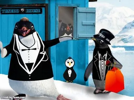 Tények pingvinek