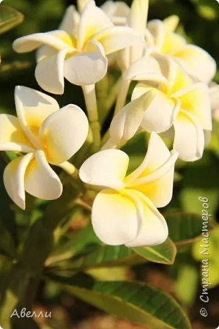 Майсторски клас - Plumeria - керамични цветя, художници страни