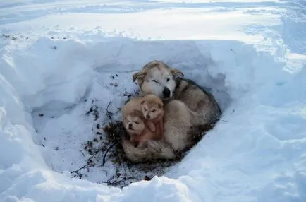 persecuție în masă a animalelor fără adăpost