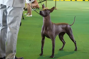 Мексикански Hairless куче (Xoloitzcuintle) естеството и характеристиките на породата - кучето си