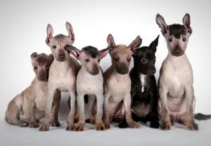 Мексикански Hairless куче (Xoloitzcuintle) естеството и характеристиките на породата - кучето си