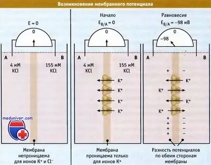 Potențialul de membrană și gradientul electrochimic