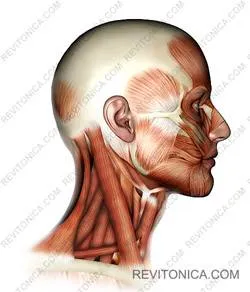 mușchii gâtului