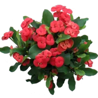 Euphorbia Milii