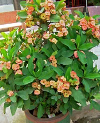 Brilliant Euphorbia (Euphorbia milii) karbantartás és a reprodukció