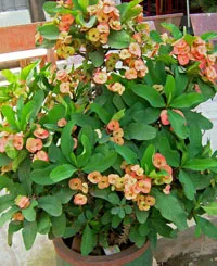 Euphorbia Brilliant (Euphorbia Milii) întreținerea și reproducerea