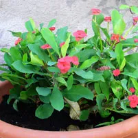 Euphorbia Brilliant (Euphorbia Milii) întreținerea și reproducerea