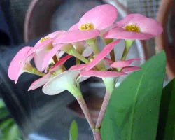 Euphorbia Brilliant (Euphorbia Milii) întreținerea și reproducerea