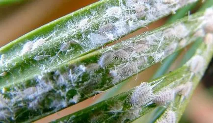 Mealybug как да се борим - моят живот