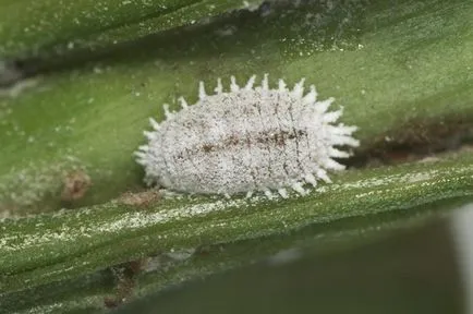 Mealybug как да се борим - моят живот