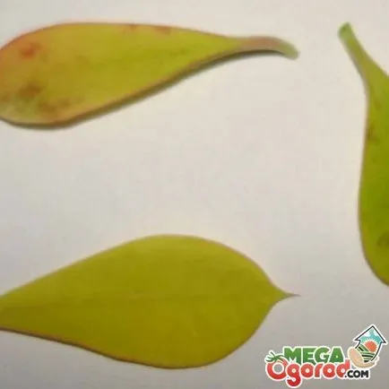 Euphorbia mérföld különös gondossággal és tenyésztés