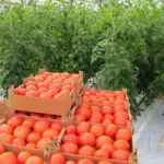 На листа от домат бели петна възможни заболявания и тяхното лечение