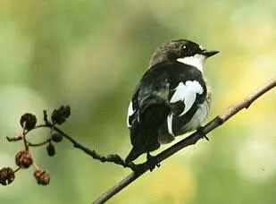 Légykapó, légykapó, légykapó (Muscicapa hypoleuca), színvisszaadás a dal, a viselkedés