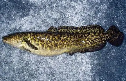 Burbot (ficat) rețetele favorite