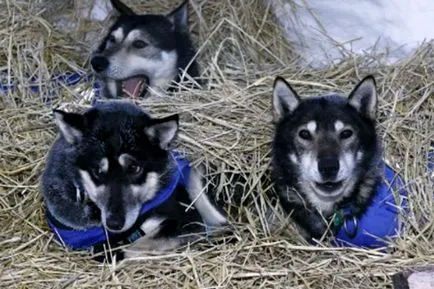 Аляска завърши Iditarod 2012