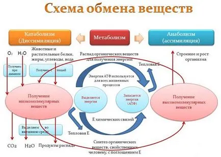 Метаболитни нарушения - диета терапия (информация за отслабване)