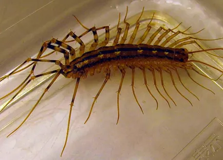 Insecte Centipede în baie în apartament, cauzele de bug-uri albe, insecte și fotografii ciudate