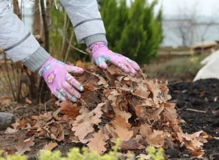 Mulching suprafața solului