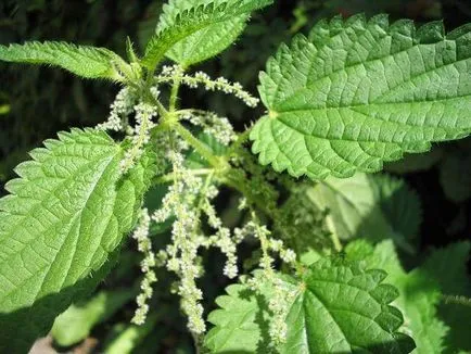 Folk jogorvoslati lehetőségeket a hajhullás otthon darabokra