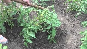 Трябва ли да картоф домат в открито поле