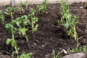 Трябва ли да картоф домат в открито поле