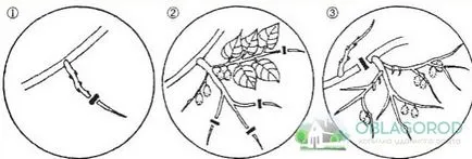 Tunderea Actinidia - reguli și caracteristici