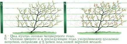 Metszés Actinidia - szabályok és jellemzői