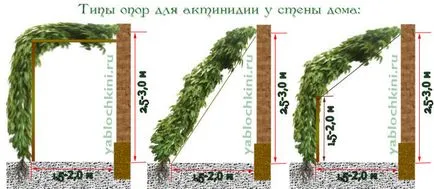 Резитбата Actinidia тайни грижи лиана