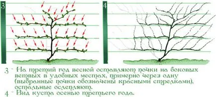 Резитбата Actinidia - правила и функции