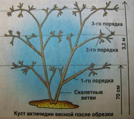 Резитбата Actinidia тайни грижи лиана