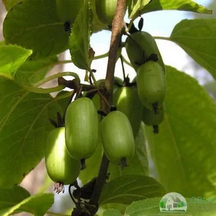 Metszés Actinidia - szabályok és jellemzői