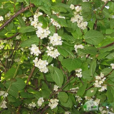 Metszés Actinidia - szabályok és jellemzői