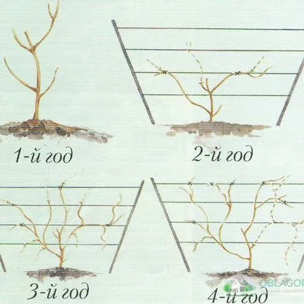 Metszés Actinidia - szabályok és jellemzői