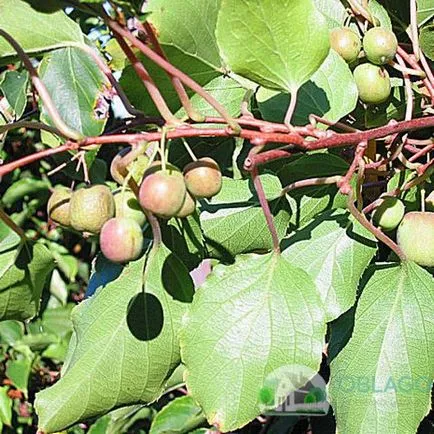 Metszés Actinidia - szabályok és jellemzői