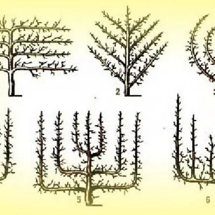 Tunderea Actinidia - reguli și caracteristici