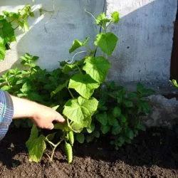 Uborka smaragd fülbevaló, fényképek és leírása a hozam évfolyam