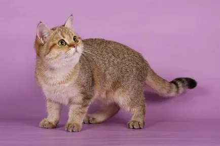 Brit csincsilla macskák - árucikkek macskákról szól, sunray - óvodai brit macska