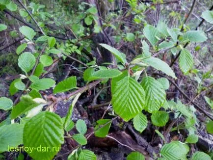 Alder, бор килера