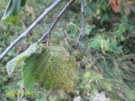 Alder, бор килера