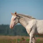Leírás legszebb lovak és lovak a világon a fotó és videó