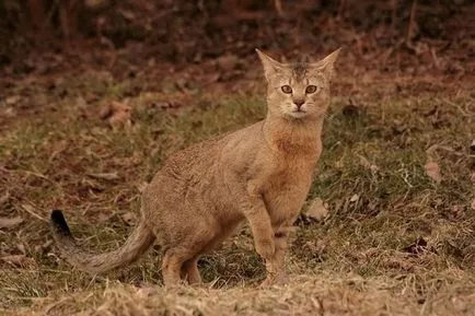 Leírás Ceausu fajta macskák, annak jellemzőit és képek