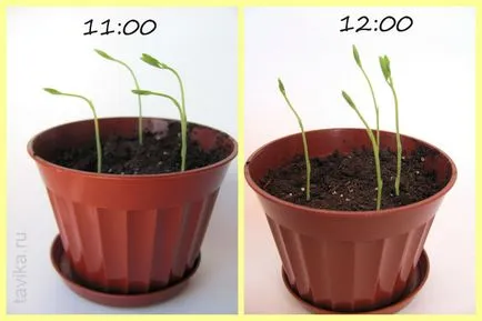 Experimente cu plante