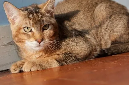 Leírás Ceausu fajta macskák, annak jellemzőit és képek