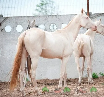 Descrierea cele mai frumoase cai și cai din lumea foto și video