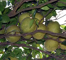 Pomelo gyümölcsök hasznos tulajdonságok és ellenjavallatok